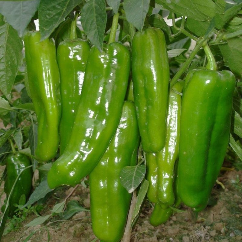 鼎优8号大果粗牛角椒种子早熟皮薄微辣肉脆无渣高产抗病耐寒