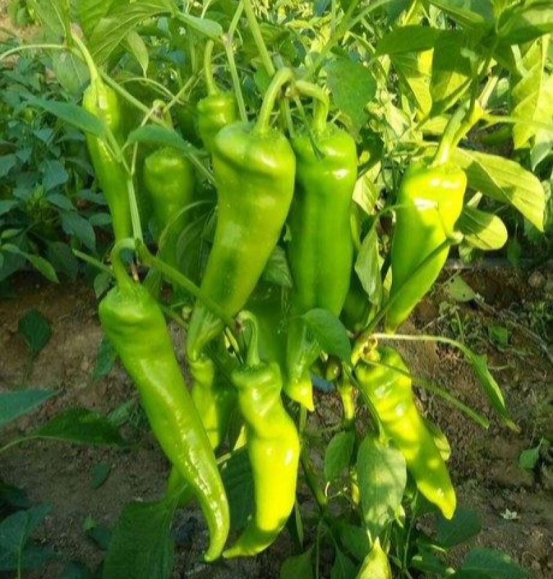 鼎优8号大果粗牛角椒种子早熟皮薄微辣肉脆无渣高产抗病耐寒
