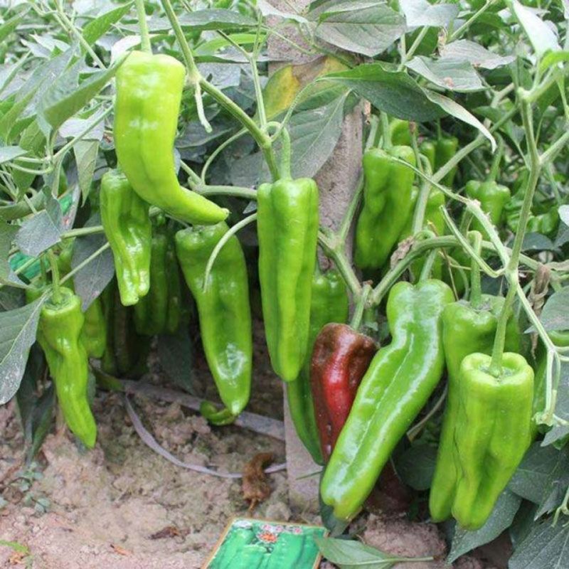 鼎优8号大果粗牛角椒种子早熟皮薄微辣肉脆无渣高产抗病耐寒