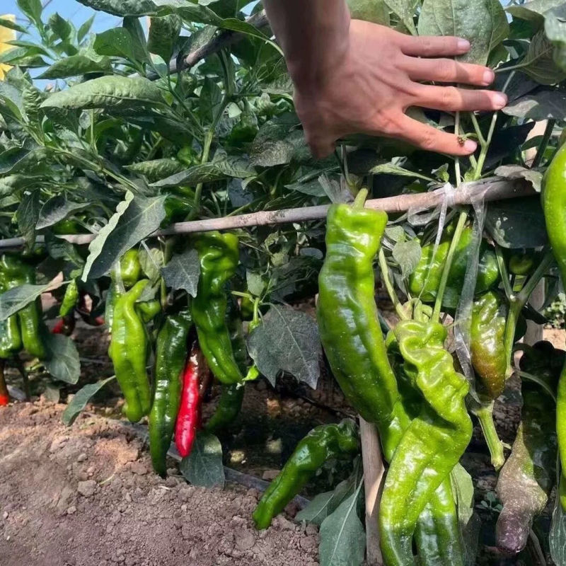 鼎优8号大果粗牛角椒种子早熟皮薄微辣肉脆无渣高产抗病耐寒