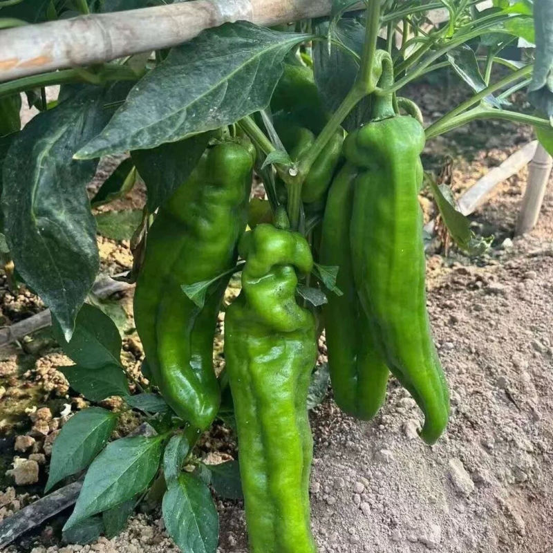 鼎优8号大果粗牛角椒种子早熟皮薄微辣肉脆无渣高产抗病耐寒