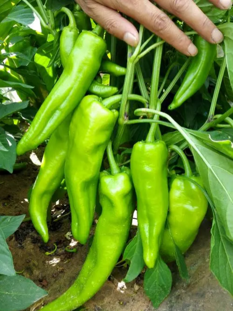 鼎优8号大果粗牛角椒种子早熟皮薄微辣肉脆无渣高产抗病耐寒