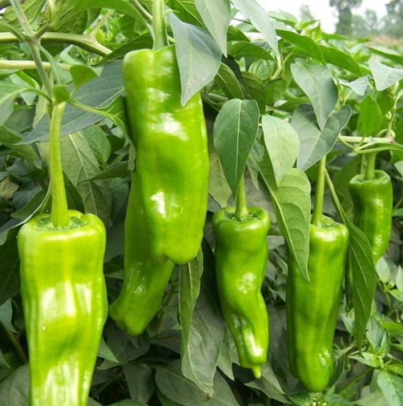 鼎优8号大果粗牛角椒种子早熟皮薄微辣肉脆无渣高产抗病耐寒