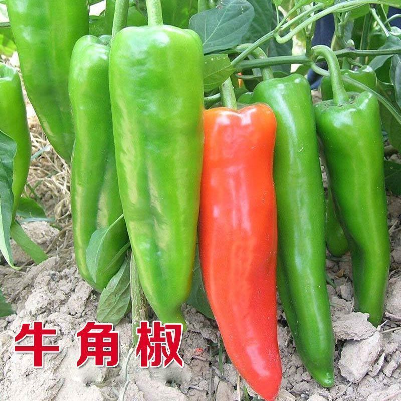 湘研圣冠辣椒种子春秋中熟微辣粗大果牛角椒质脆丰产抗病