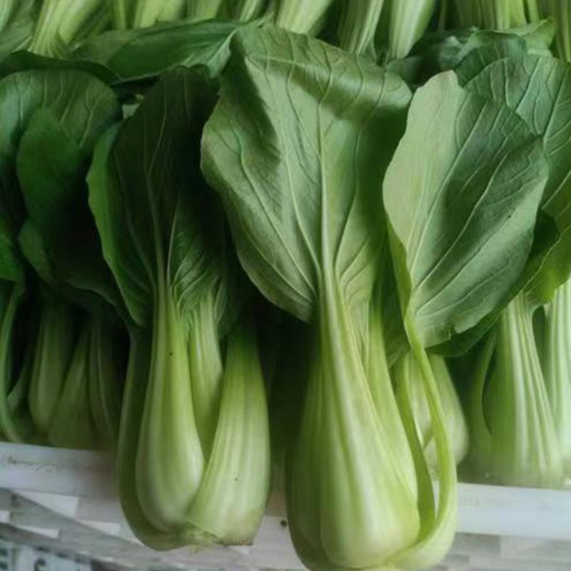 苏蔬伏优青菜种子耐热耐抽苔苏州青种籽农家菜园大田春秋播蔬