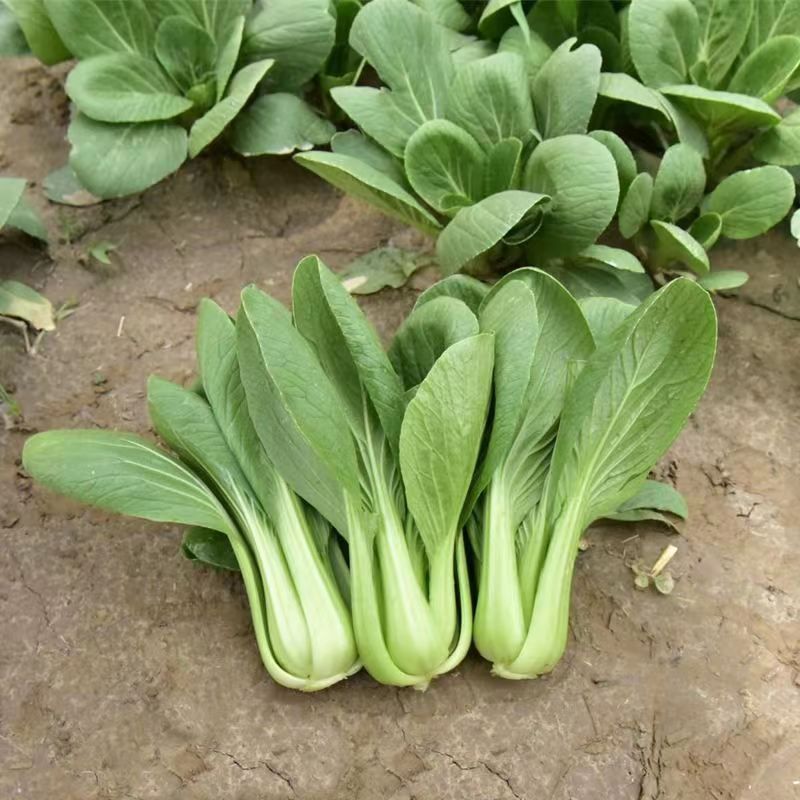 苏蔬伏优青菜种子耐热耐抽苔苏州青种籽农家菜园大田春秋播蔬