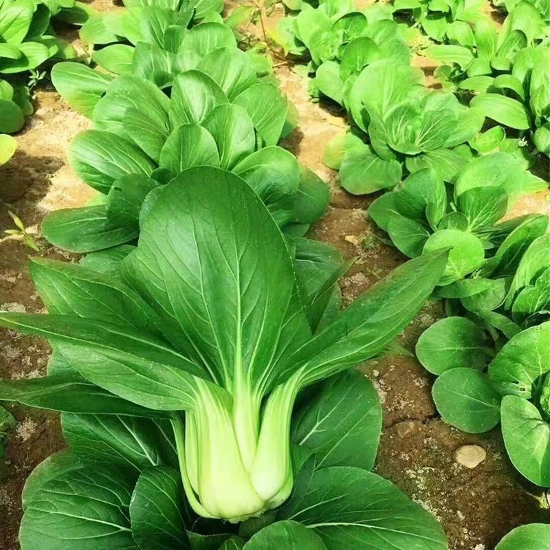 苏蔬伏优青菜种子耐热耐抽苔苏州青种籽农家菜园大田春秋播蔬