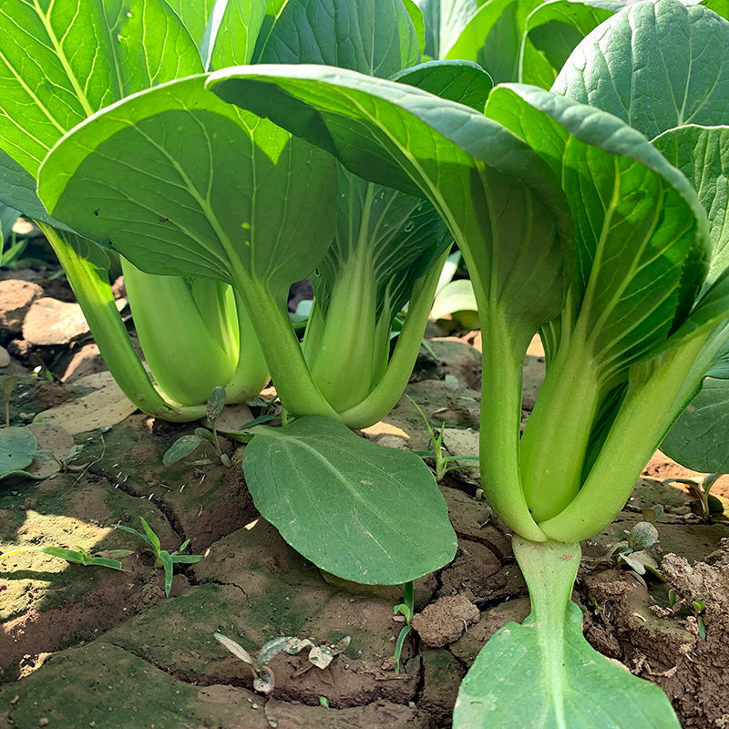 苏蔬伏优青菜种子耐热耐抽苔苏州青种籽农家菜园大田春秋播蔬