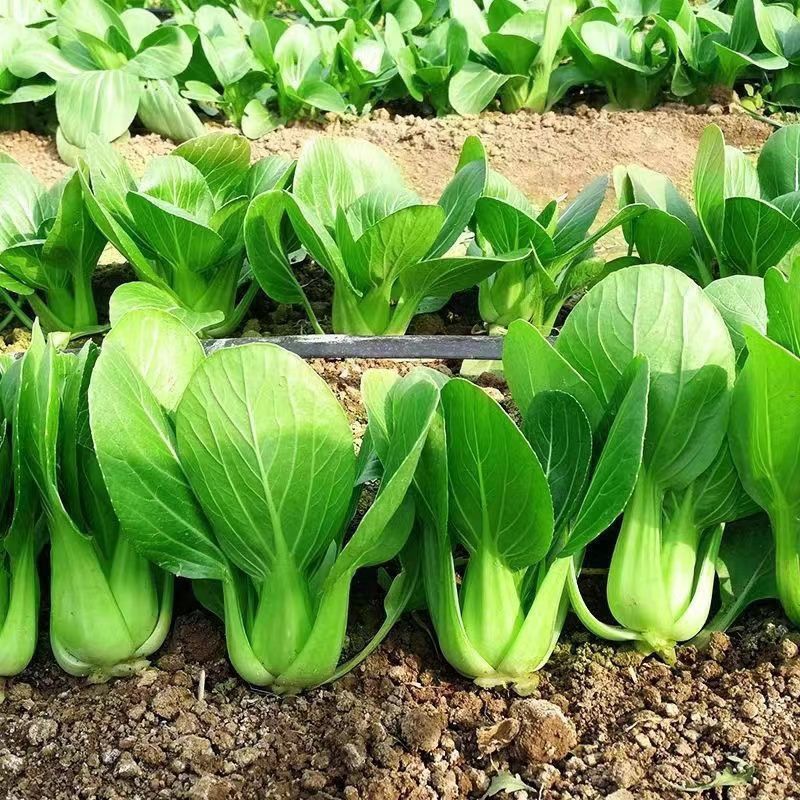 苏蔬伏优青菜种子耐热耐抽苔苏州青种籽农家菜园大田春秋播蔬