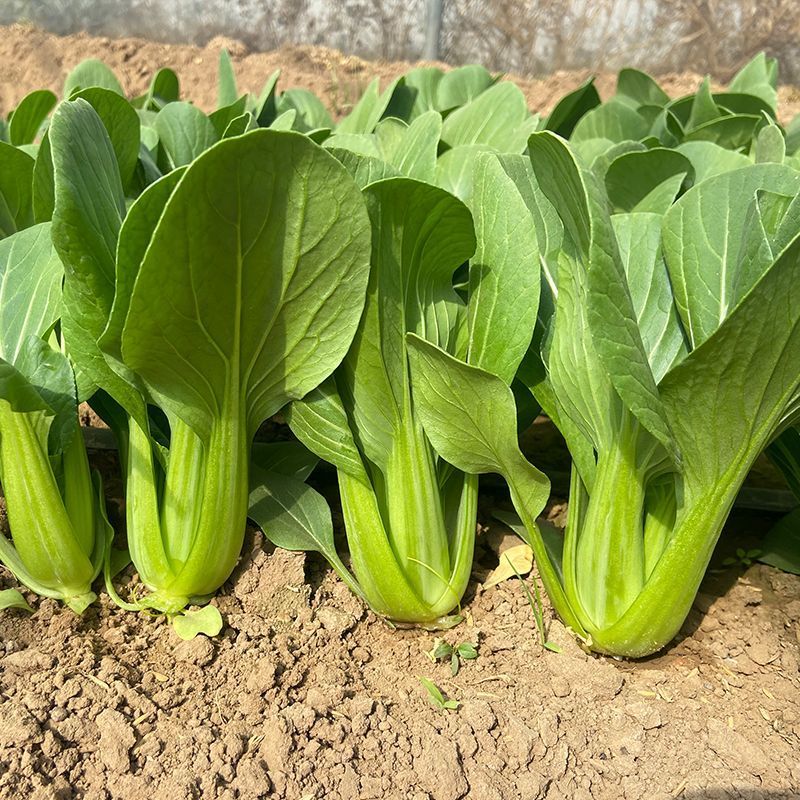苏蔬伏优青菜种子耐热耐抽苔苏州青种籽农家菜园大田春秋播蔬