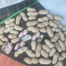 精品鲜花生，湿花生籽粒饱满，商超市场电商，加工厂代发