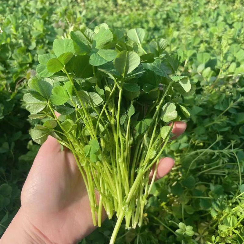 丰邦大叶黄花草头种子金花菜种子上海草头种籽食用苜蓿秋播