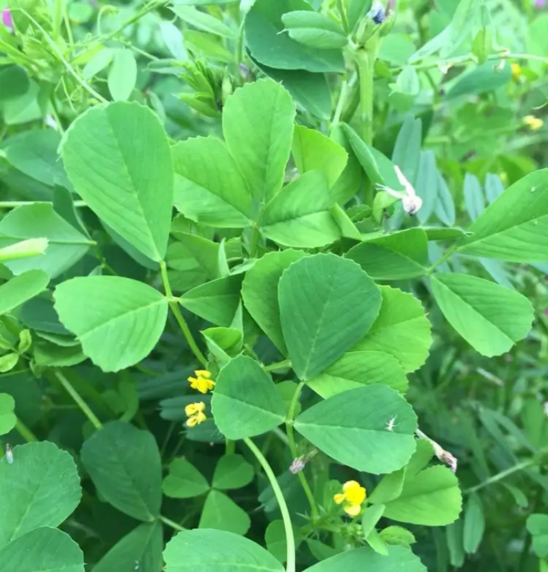 丰邦大叶黄花草头种子金花菜种子上海草头种籽食用苜蓿秋播