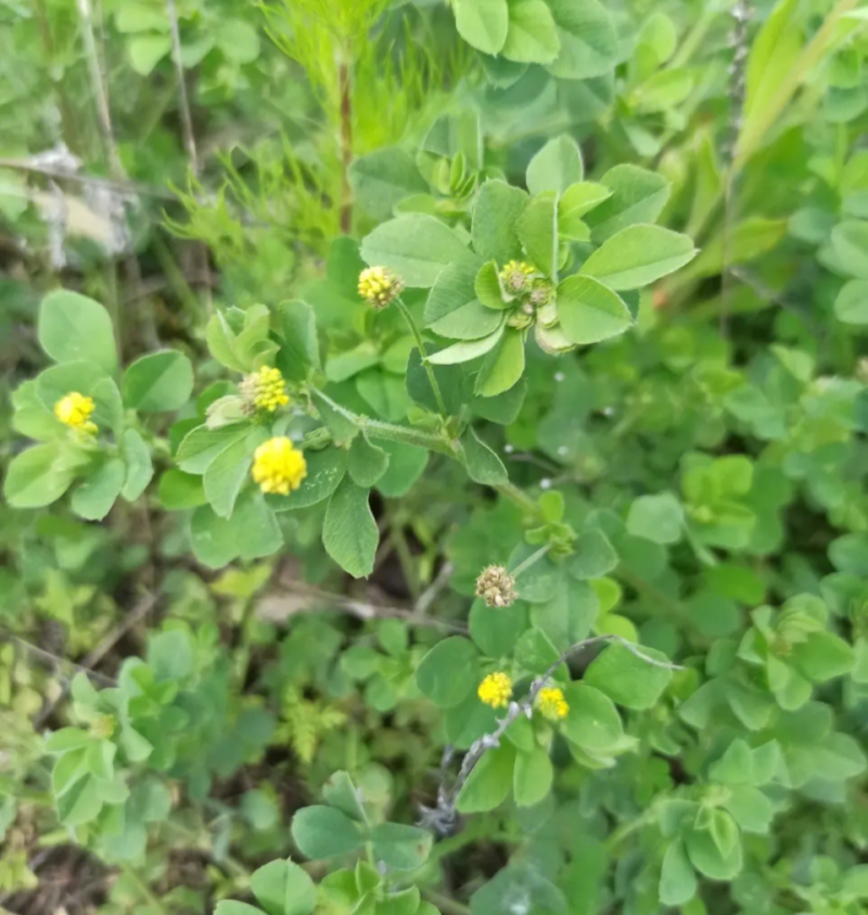 丰邦大叶黄花草头种子金花菜种子上海草头种籽食用苜蓿秋播
