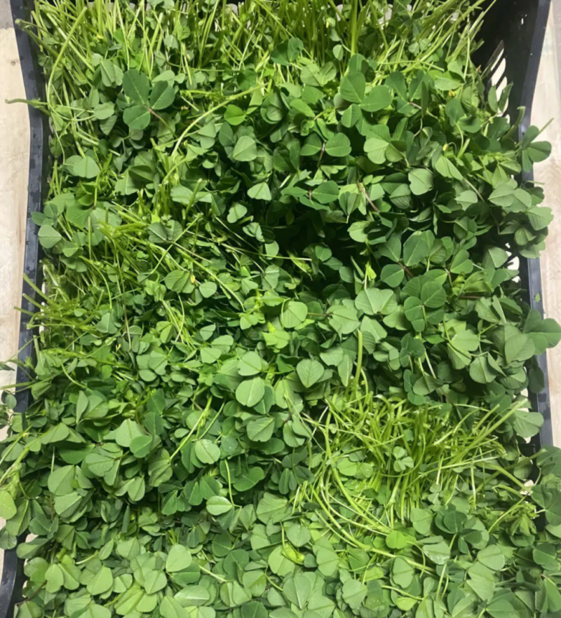 丰邦大叶黄花草头种子金花菜种子上海草头种籽食用苜蓿秋播