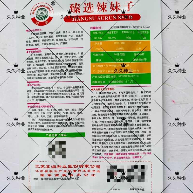 苏润臻选辣妹子辣椒种子早熟抗病果个大辣椒种子青红两用辣