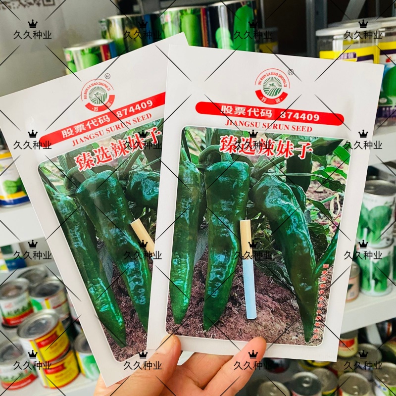 苏润臻选辣妹子辣椒种子早熟抗病果个大辣椒种子青红两用辣