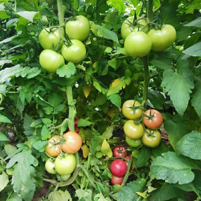 郑研芬博瑞粉红番茄种籽西红柿种子中熟抗病高产无限生长型