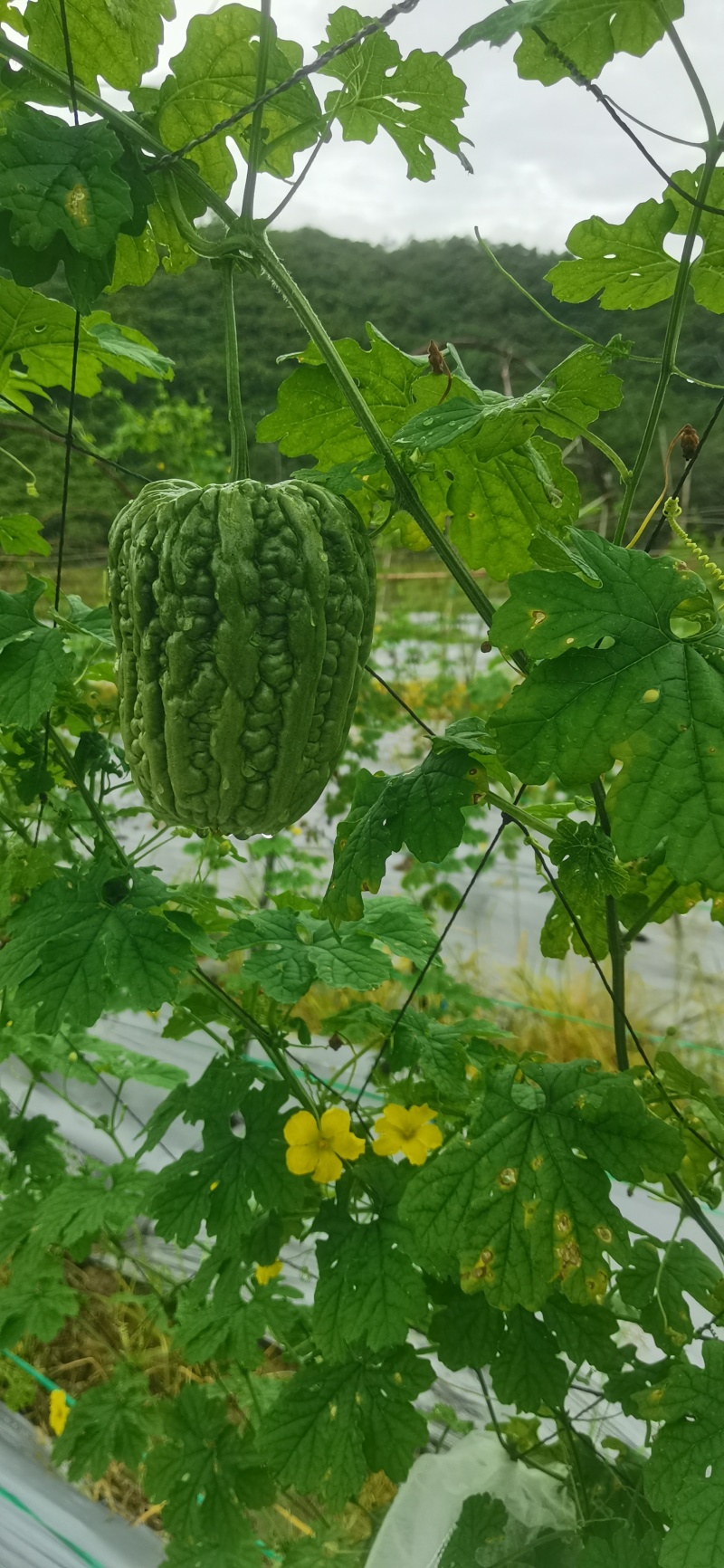 苦瓜干