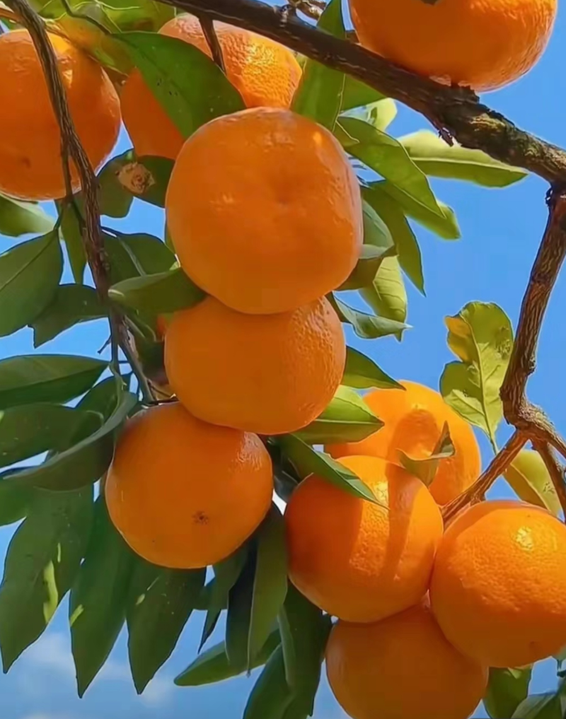 【湖北高山精品蜜橘】纯甜化渣薄皮汁水足，质量三包商超品质