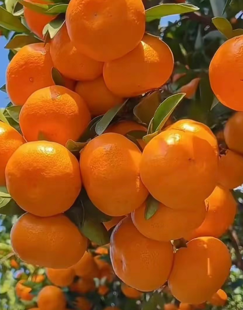 【湖北高山精品蜜橘】纯甜化渣薄皮汁水足，质量三包商超品质