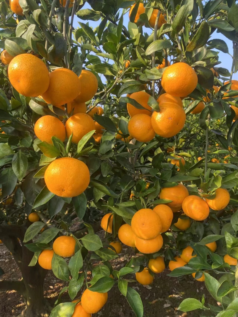 湖北蜜橘扁果无籽薄皮，柔嫩多汁，纯甜化渣质量三包货源充足