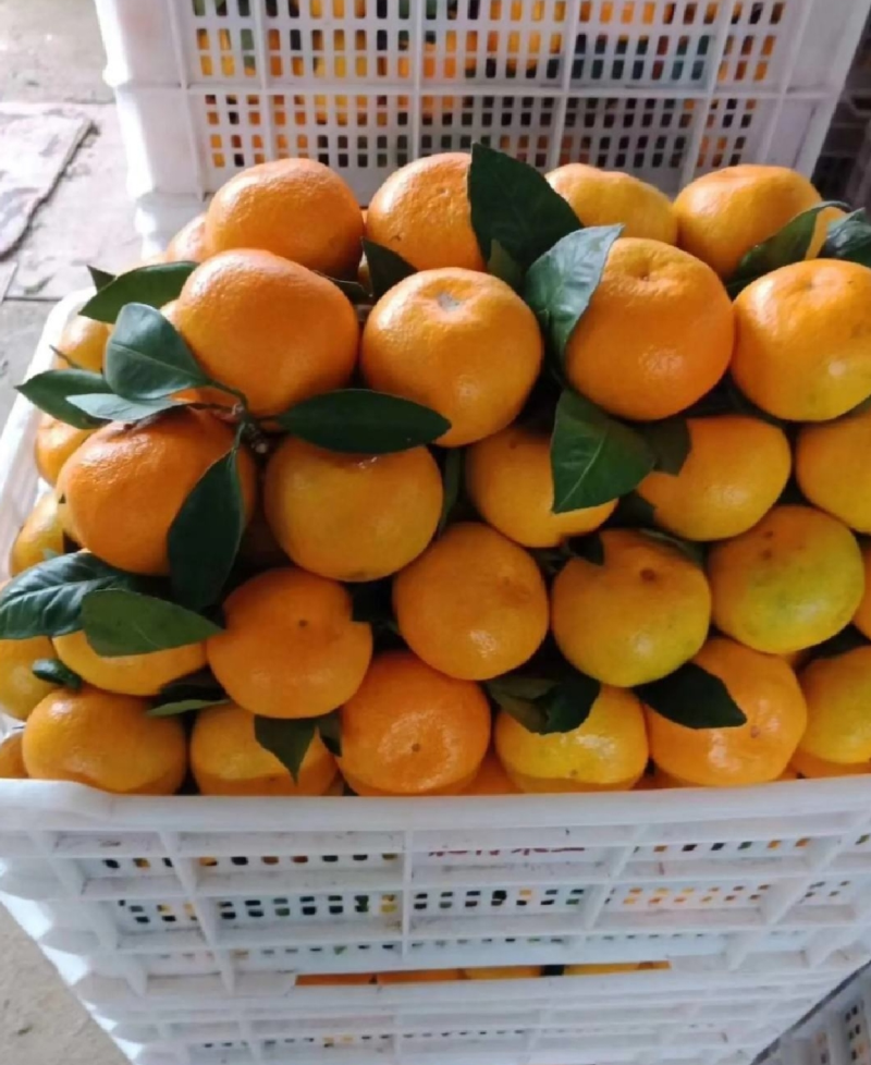 湖北蜜橘扁果无籽薄皮，柔嫩多汁，纯甜化渣质量三包货源充足