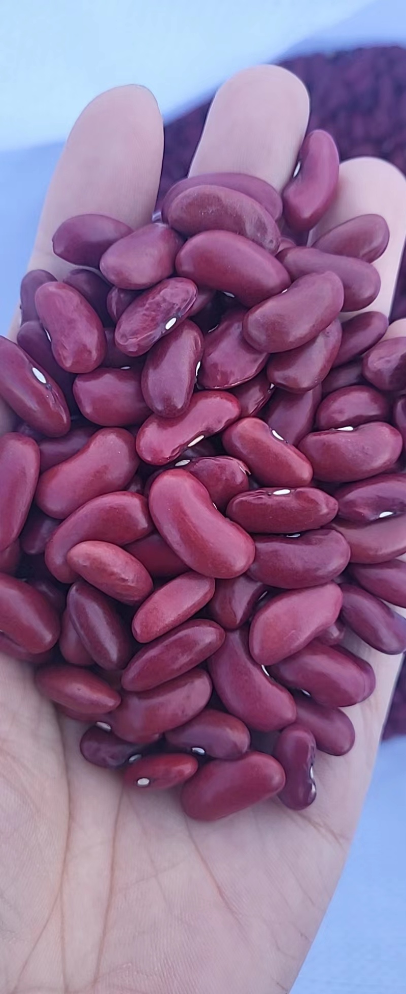 红腰豆，，常年有货，量大从优