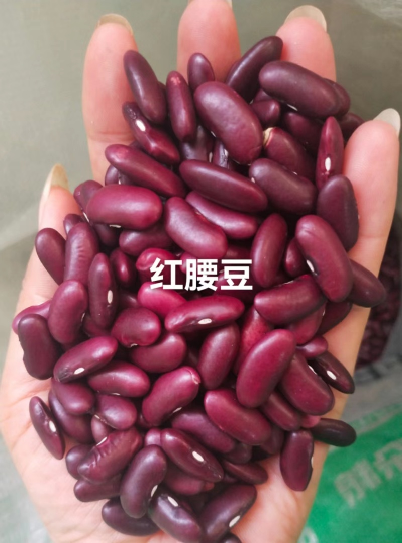 红腰豆，，常年有货，量大从优