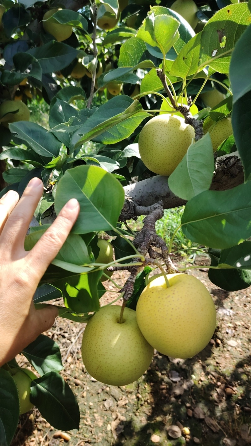 黄金梨