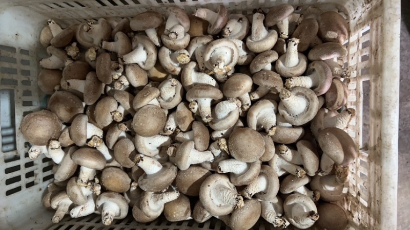 【精品】新鲜香菇，工厂菇大量上市，欢迎顾客选购咨询