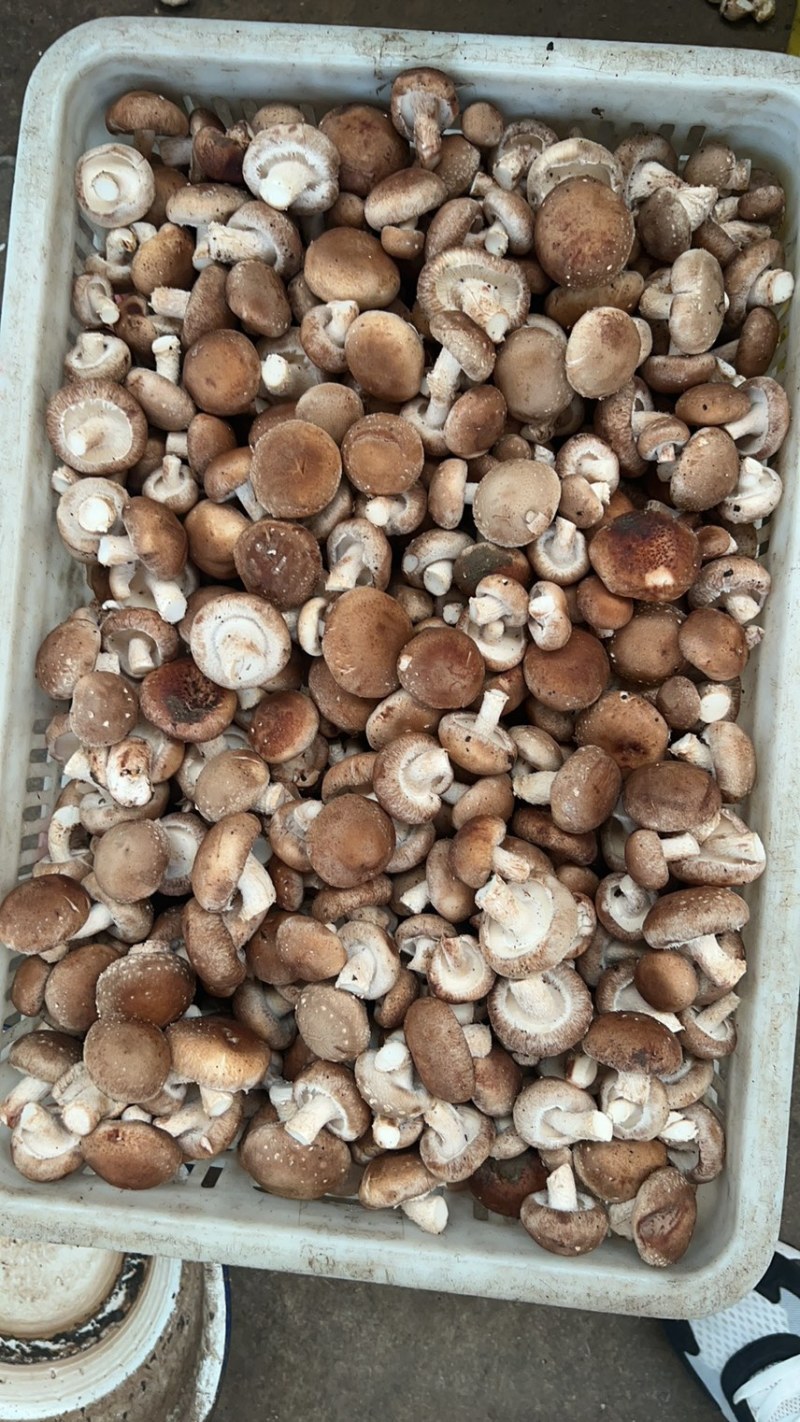 【精品】新鲜香菇，工厂菇大量上市，欢迎顾客选购咨询