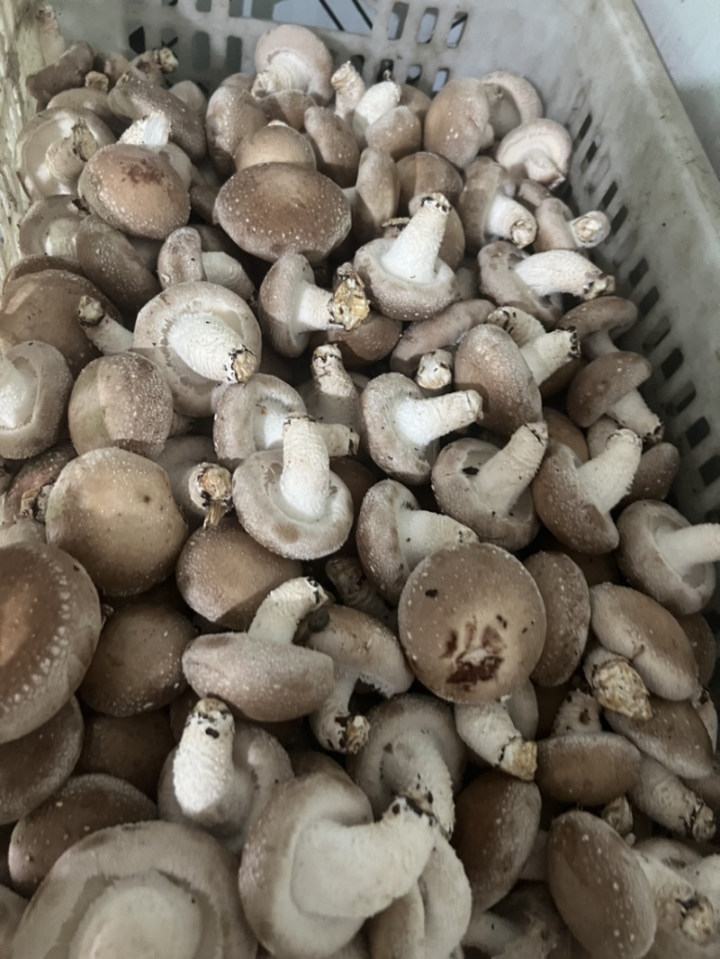 【精品】新鲜香菇，工厂菇大量上市，欢迎顾客选购咨询