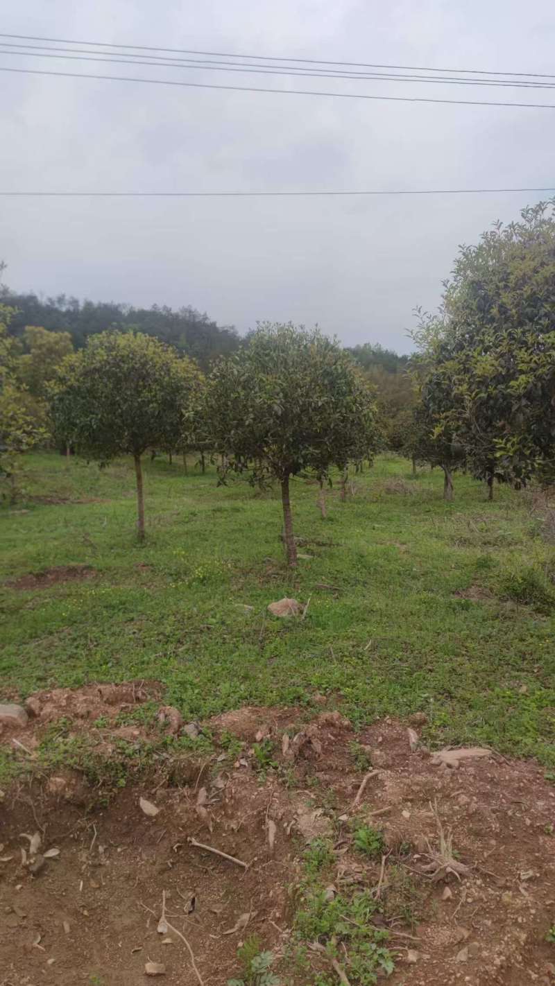 3-六公分桂花各种规格现货处理价格实惠。