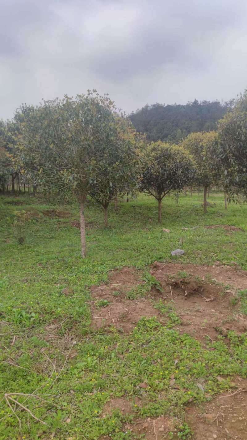 3-六公分桂花各种规格现货处理价格实惠。