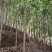3-六公分桂花各种规格现货处理价格实惠。