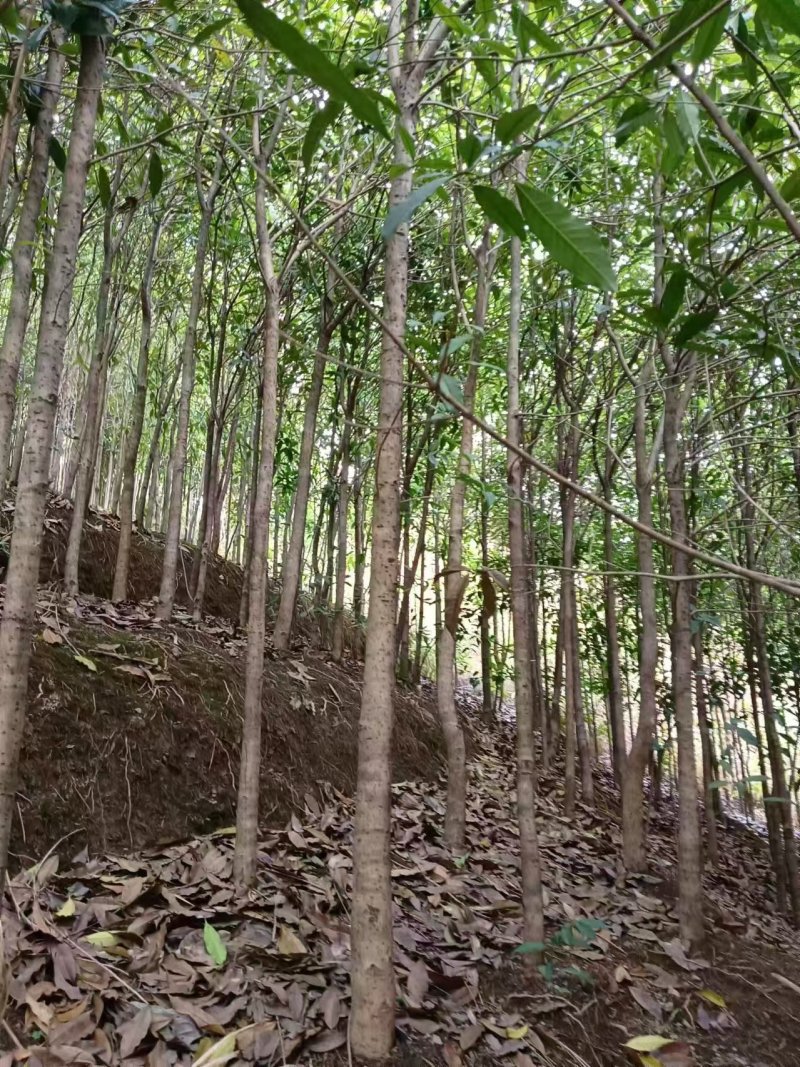3-六公分桂花各种规格现货处理价格实惠。