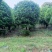 3-六公分桂花各种规格现货处理价格实惠。