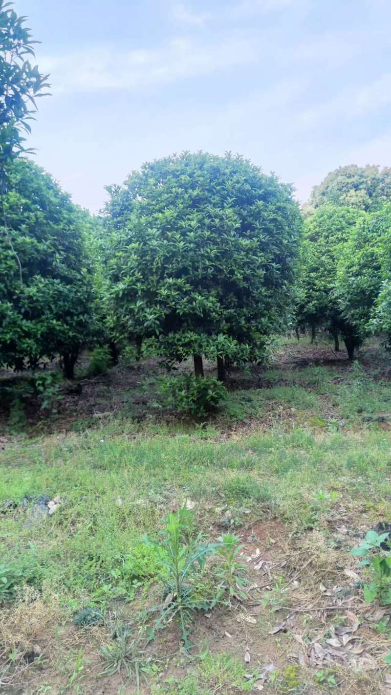 3-六公分桂花各种规格现货处理价格实惠。