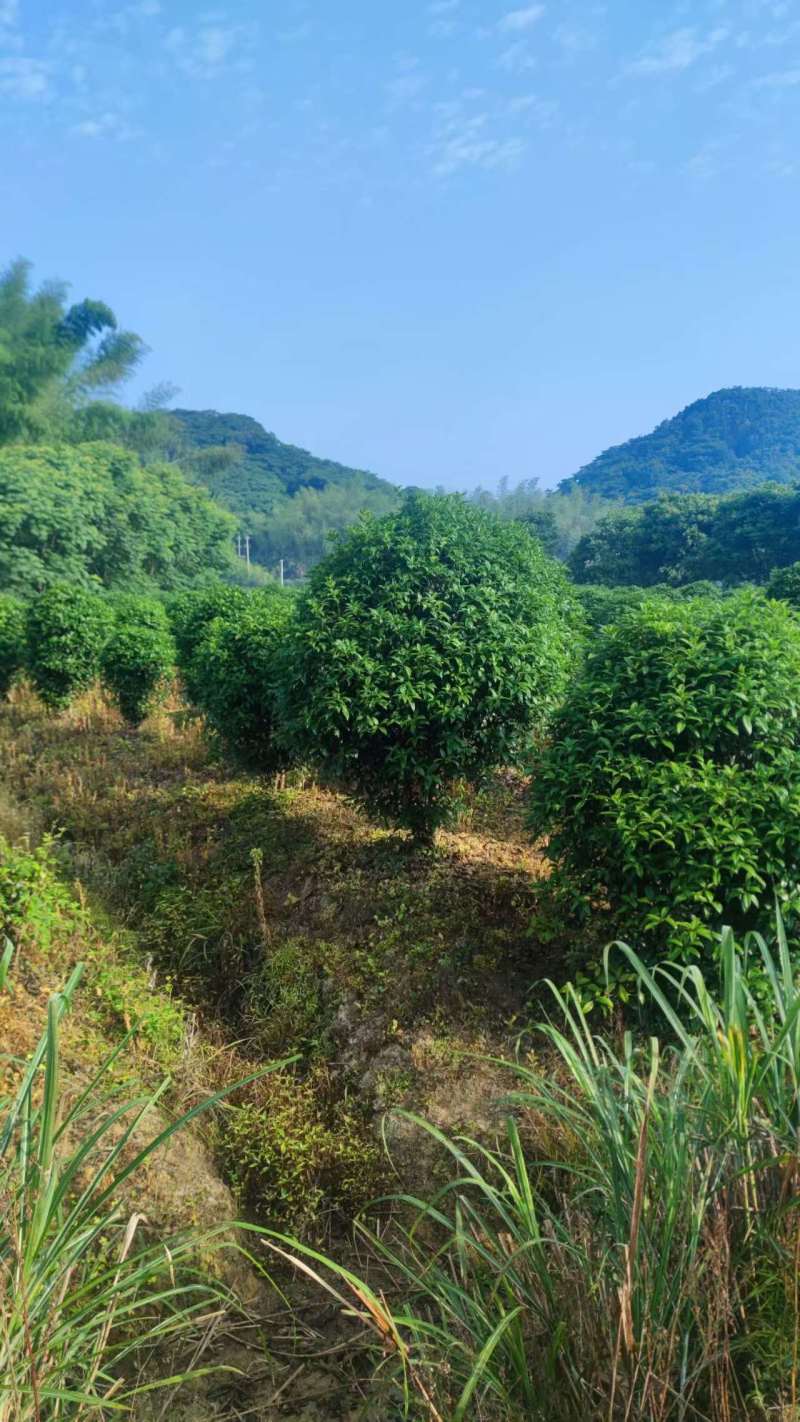3-六公分桂花各种规格现货处理价格实惠。