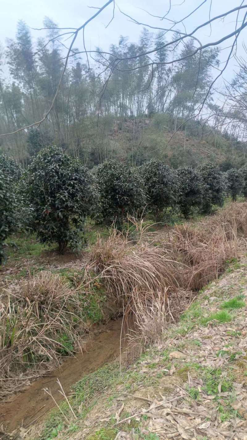 3-六公分桂花各种规格现货处理价格实惠。