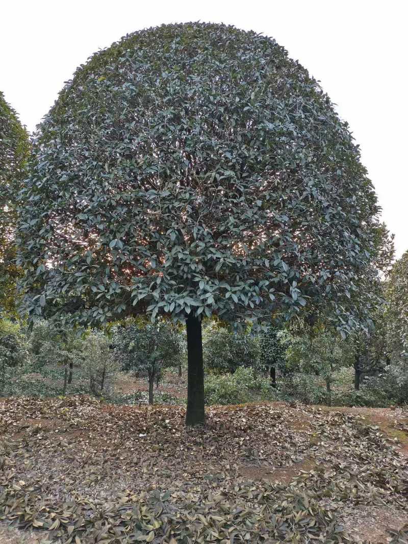 3-六公分桂花各种规格现货处理价格实惠。