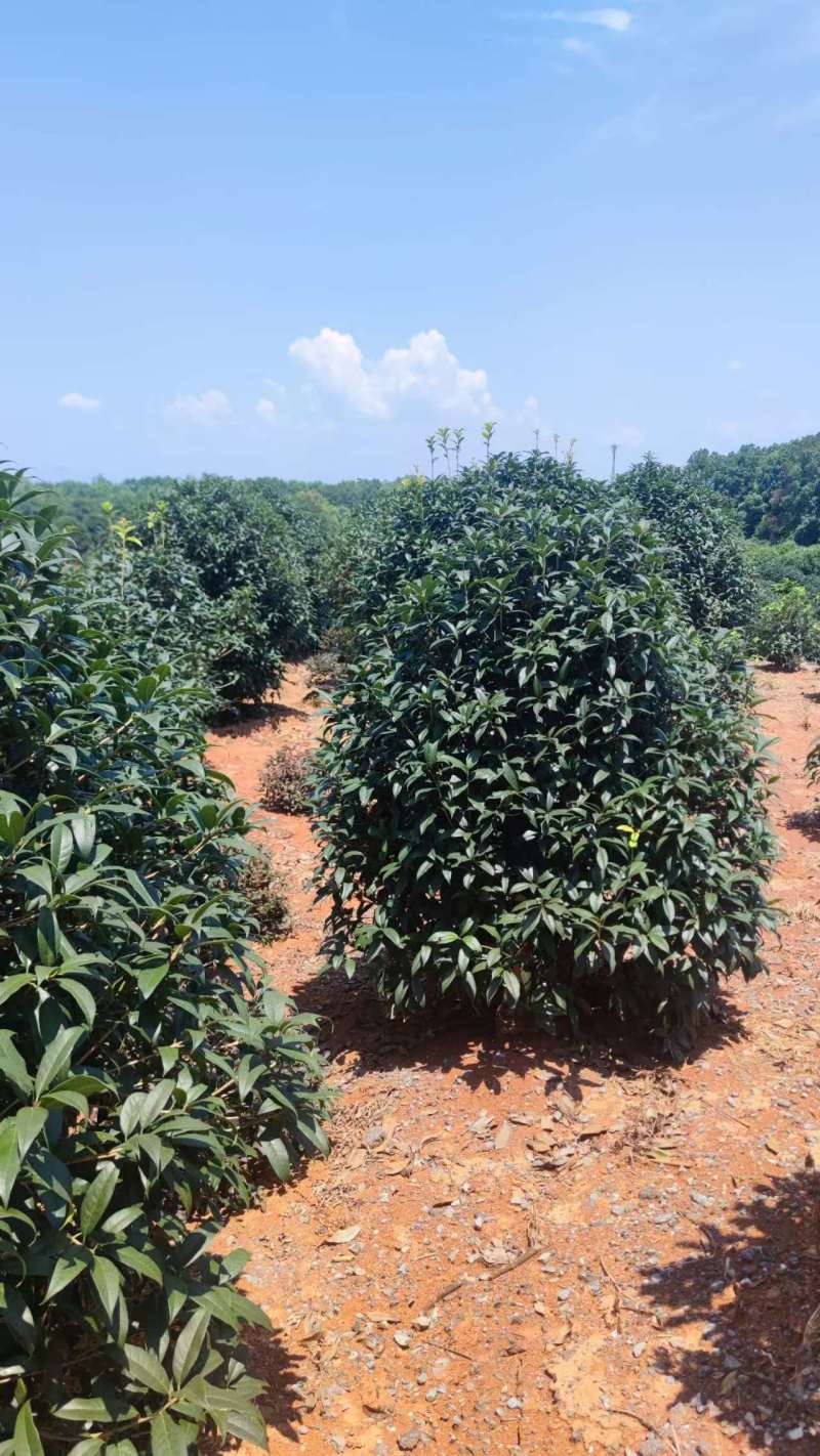 3-六公分桂花各种规格现货处理价格实惠。