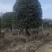3-六公分桂花各种规格现货处理价格实惠。