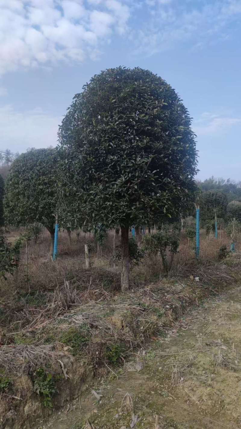 3-六公分桂花各种规格现货处理价格实惠。