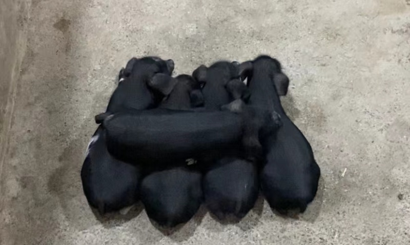 藏香猪猪苗