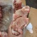 多肉国产叉尾骨，**日期的货，颜色鲜亮