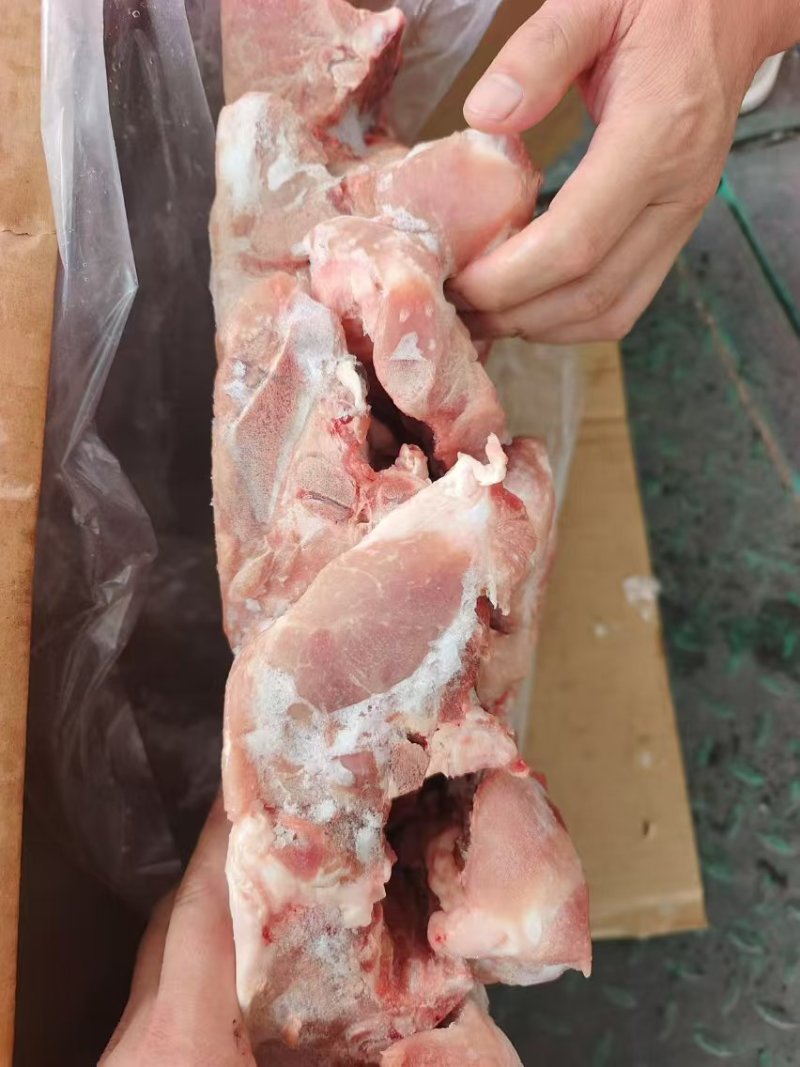 多肉国产叉尾骨，**日期的货，颜色鲜亮