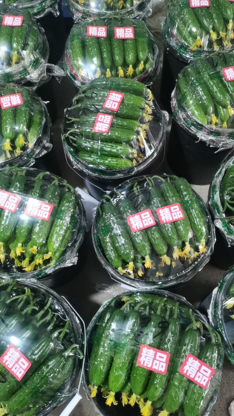 绥中旱黄瓜1.5