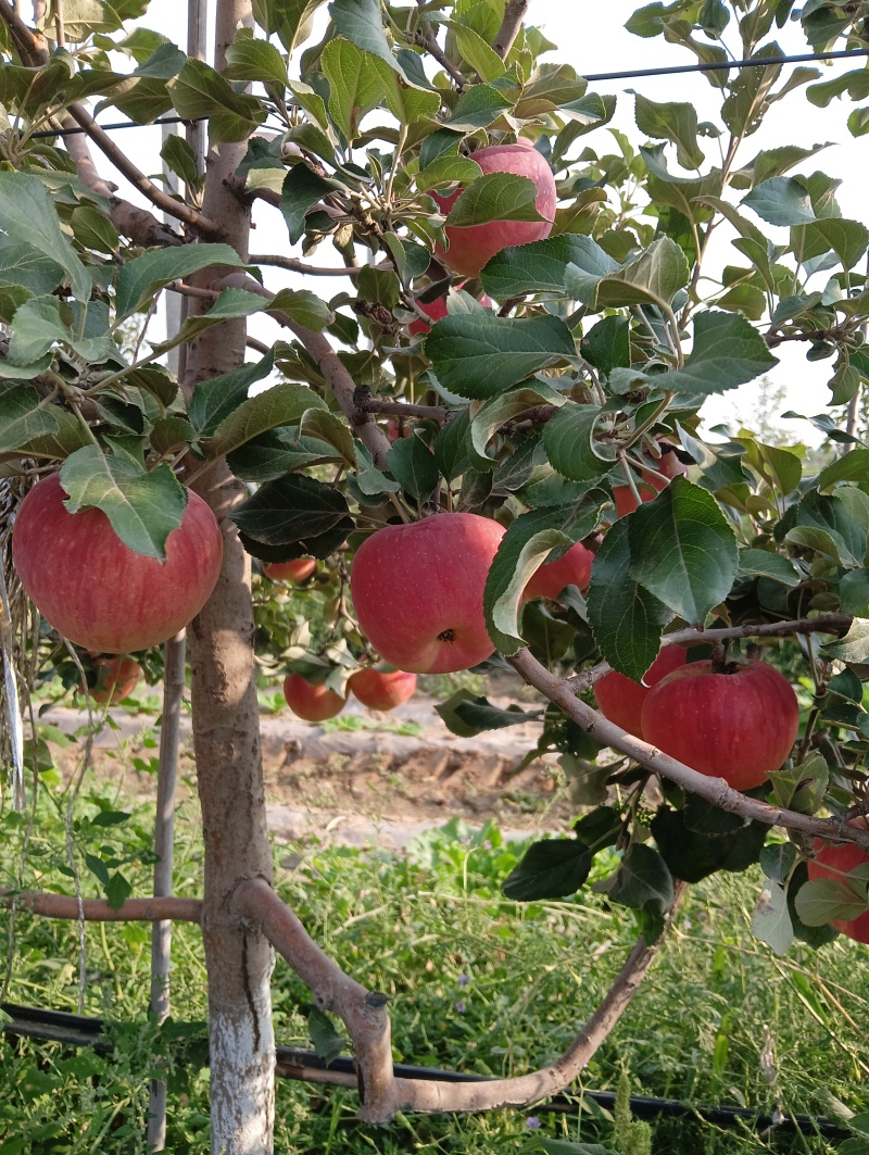 宁夏优质苹果红富士苹果大量上市，量大价优欢迎咨询